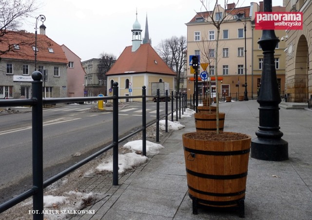 Rosnące w donicach wierzby japońskie Hakuro Nishiki, będą ozdobą wałbrzyskiego Śródmieścia i Piaskowej Góry