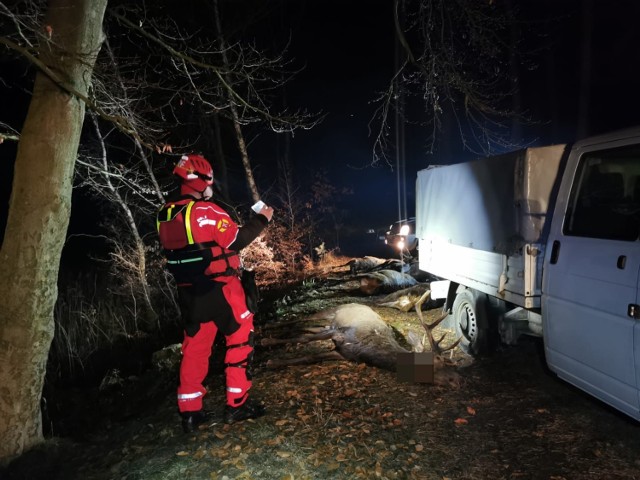 Niestety, zwierząt nie dało się już uratować...