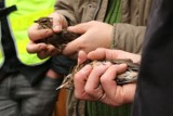 Wypuścili na wolność 280 ptaków, które Włoch nielegalnie przetrzymywał pod Puckiem. Pomogli im m.in. w ośrodku Ostoja | WIDEO