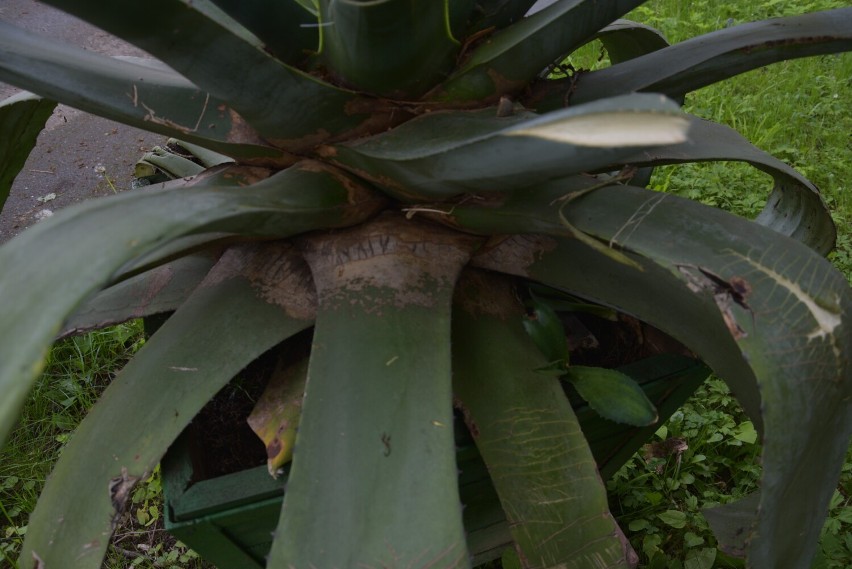 Wandale zniszczyli agawę w parku miejskim. Roślina miała 35 lat. Sprawę zgłoszono na policję. W ustaleniu sprawcy ma pomóc monitoring