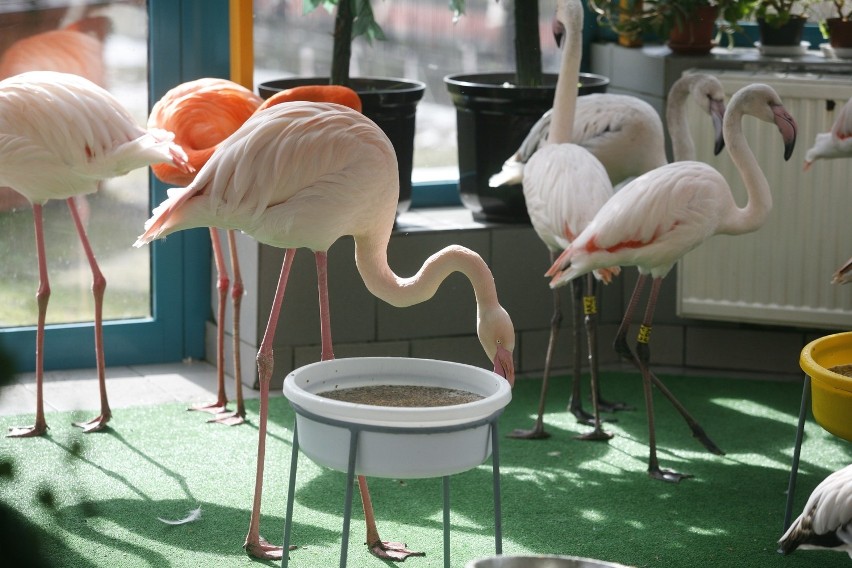 Zoo w Chorzowie ma nowe zwierzęta! To flamingi z Czech