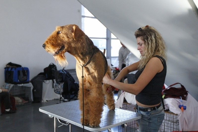 Na psiej wystawie w Poznaniu emocje jak na pokazie mody. Jest 5 tysięcy psów! [ZDJĘCIA]