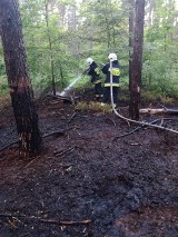 Pożar lasu w Kostkowie. Spłonęło 8 arów [ZDJĘCIA]