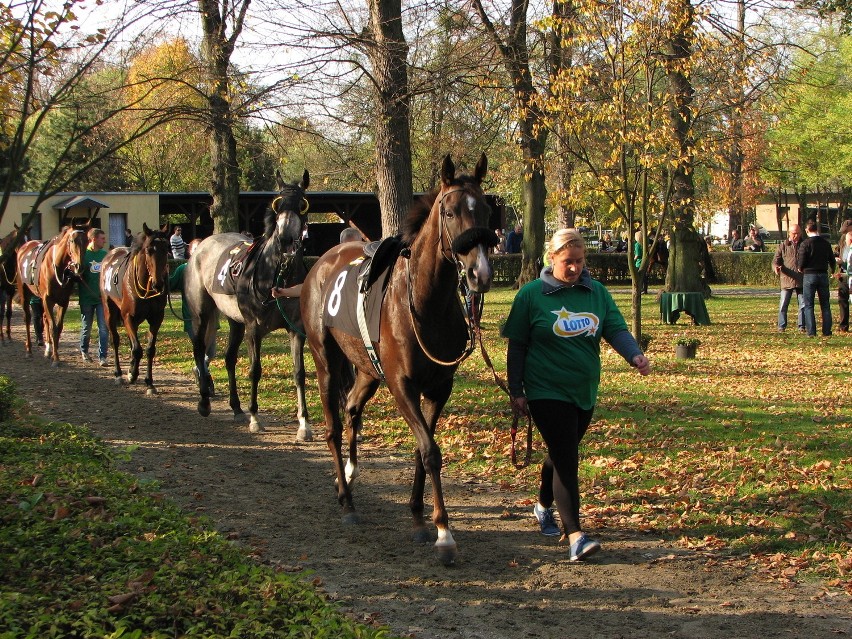 Tłumy na wrocławskim torze wyścigów konnych Partynice (ZDJĘCIA)
