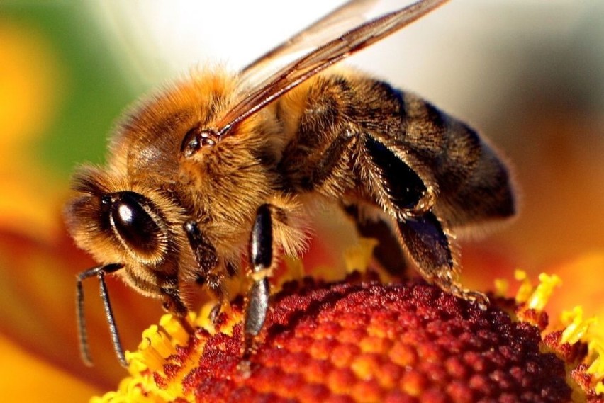 Pszczoła podczas zbierania pyłków kwiatowych