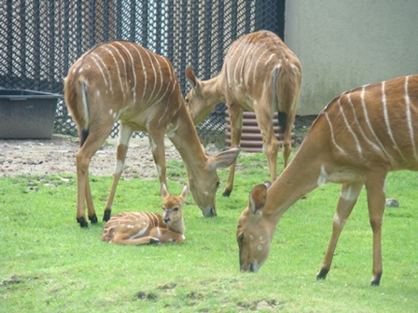 Śląskie zoo ma nowych mieszkańców