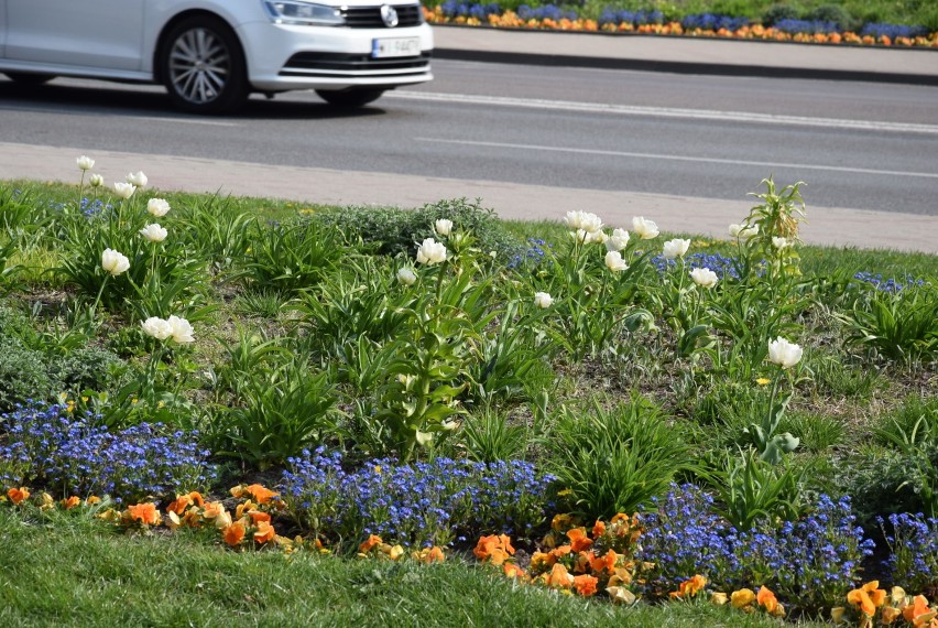 Wiosna w Gdyni! Zobacz fotogalerię kwitnącego miasta! [zdjęcia]