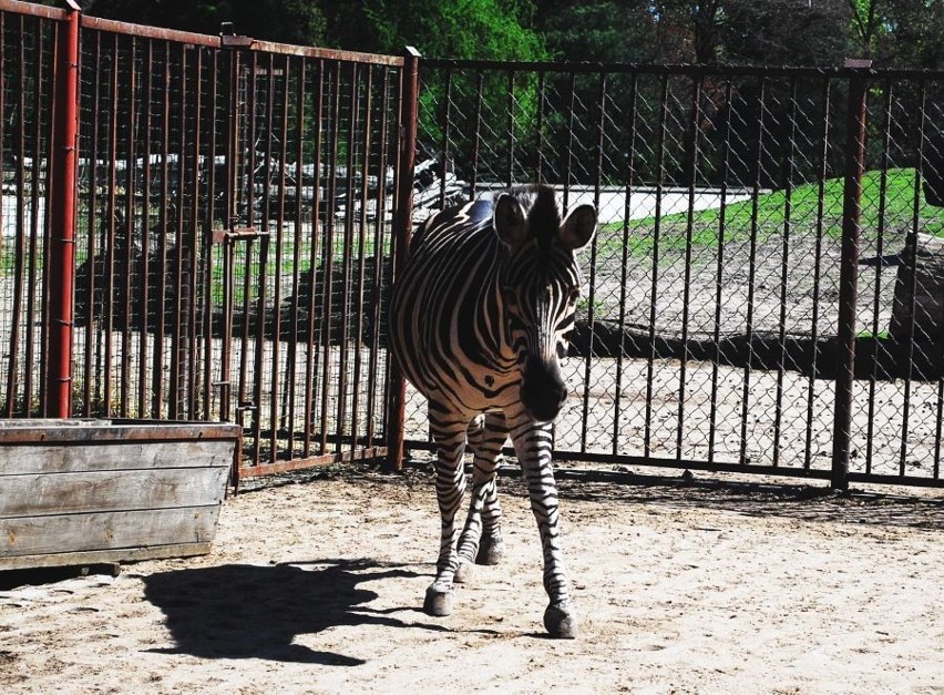 Przedstawiamy Wam naszą pasiastą przyjaciółkę - małą zebrę z wrocławskiego zoo