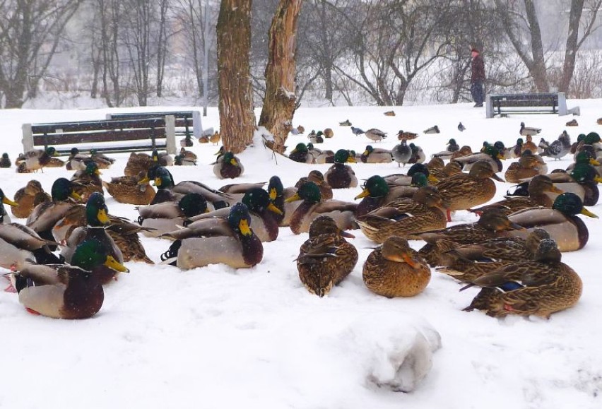 Kaczki zimują w Białymstoku