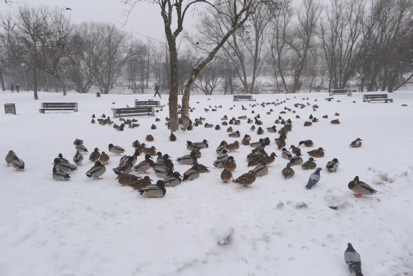 Kaczki opanowały park przy al. Piłsudskiego