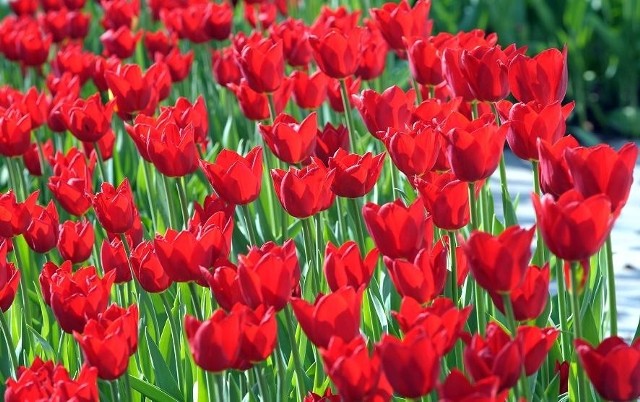 Wiosną na Jeżycach zakwitnie tysiąc czerwonych tulipanów