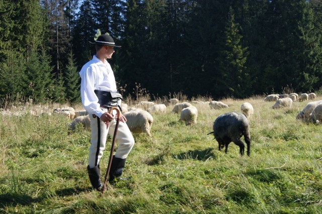 Na tatrzańskich halach co roku sześciu baców wypasa ok. 1500 owiec