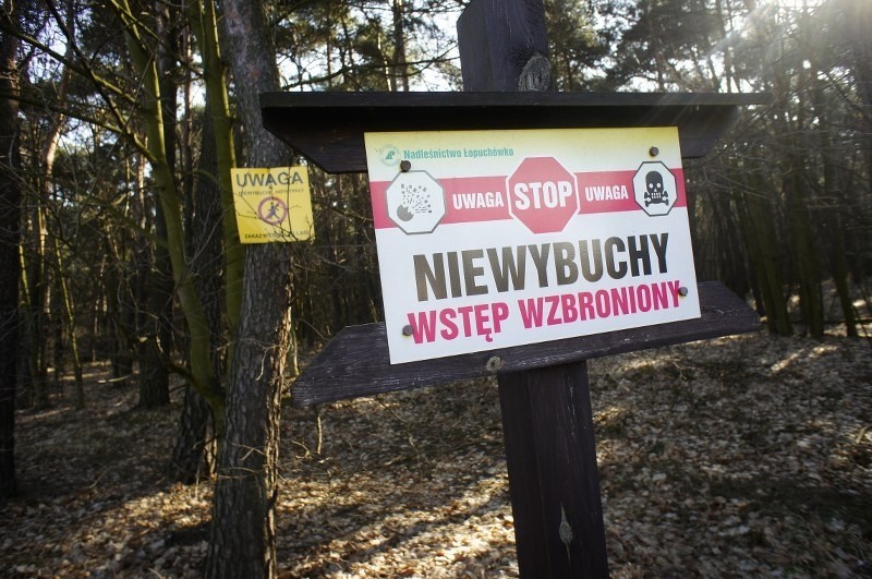 Rozminowywanie lasu w Kozichgłowach.