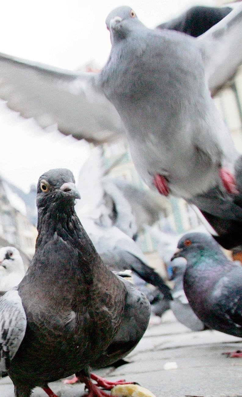 Z Ustki muszą zniknąć gołębie | Dziennik Bałtycki