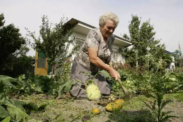 Zofia Krajewska uprawia w swoim ogródku m.in. buraki i kalarepę. Jak twierdzi żal jej zrezygnować z działki i plonów