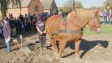 Konkurs orki konnej w Miliczu. To dopiero widowisko, kto najlepiej potrafi zaorać skibę? Zobaczcie FILM, ZDJĘCIA