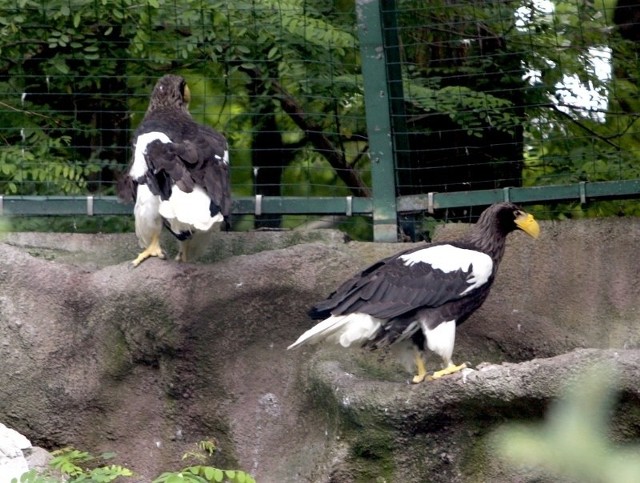 Orły bieliki w poznańskim Nowym Zoo