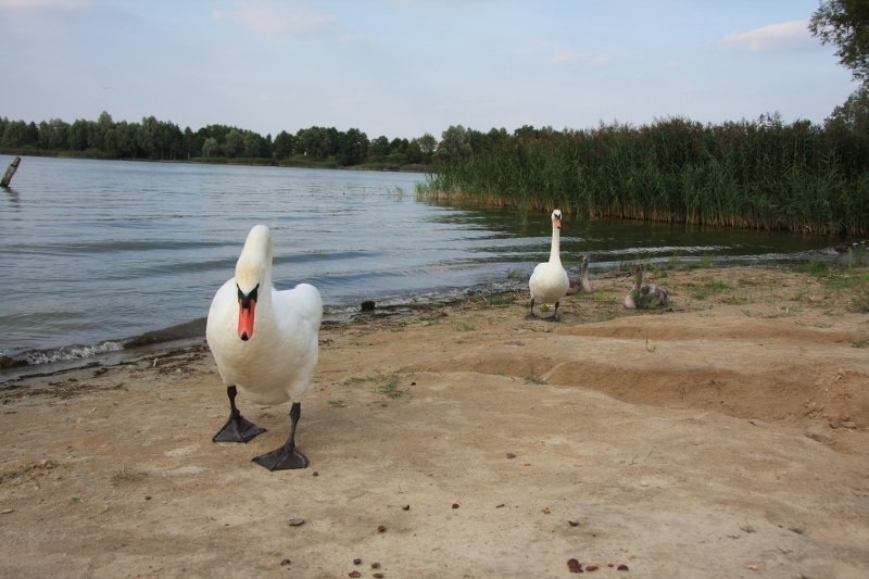 Nadgoplański Park Tysiąclecia.