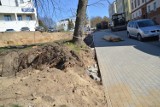 Drzewa przy ulicy Pochyłej w Bytowie można już spisać na straty - tak uważa fachowiec - architekt krajobrazu (zdjęcia)