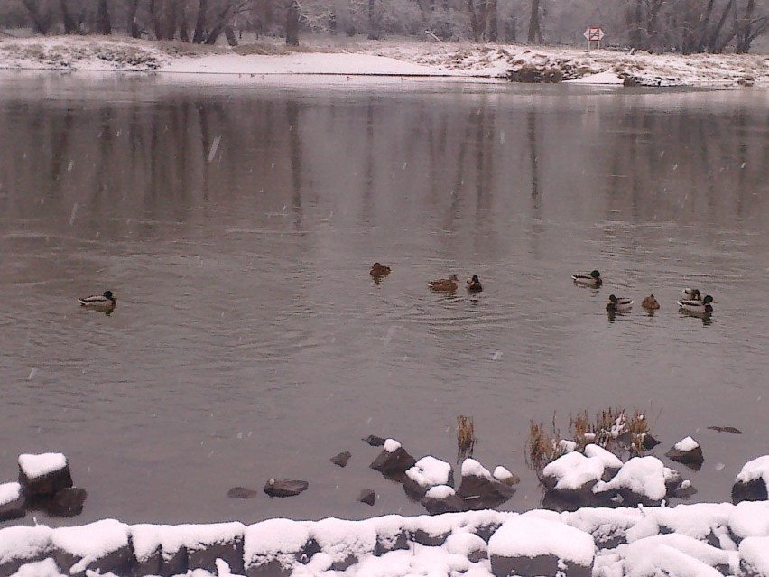 Pierwszy śnieg tej zimy i kaczki czekające na chlebek :)