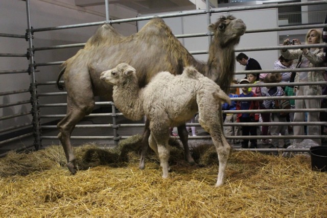 krajowa wystawa zwierząt hodowlanych, wielbłądy