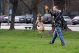 "Stop oKUPAcji Krakowa' - właściciele psów sprzątają po swoich pupilach?
