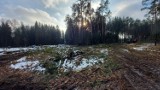 Stało się! W Zielonej Górze trwa wycinka drzew pod budowę południowej obwodnicy miasta