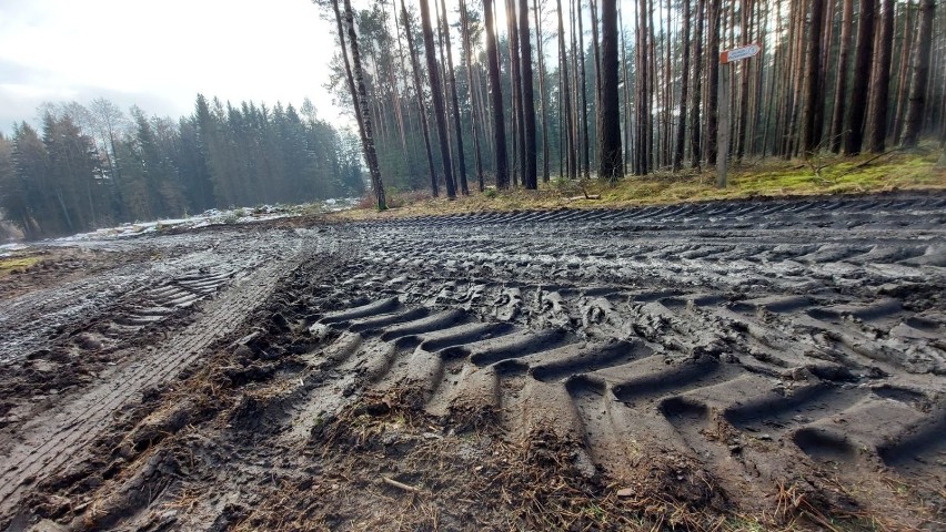 Tak wygląda etap wycinki lasu pod południową obwodnicę w...