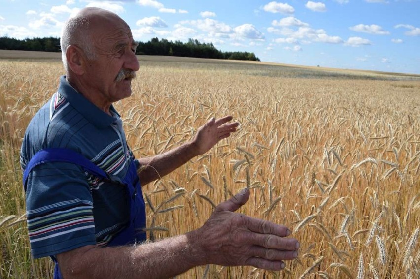SUSZA! Rolnicy z powiatu wągrowieckiego załamują ręce i liczą straty. Ceny pójdą w górę?