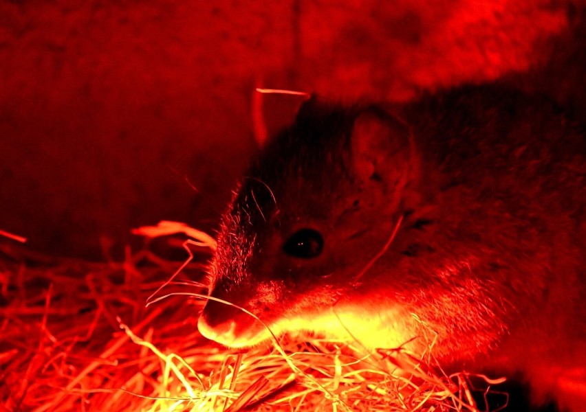 Kanguroszczurnik pędzloogonowy także pochodzi z Australii