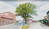 Wieleński dąb walczy o tytuł Drzewa Roku     