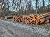 Skończcie z wycinką lasów! Protest mieszkańców Chełmka wsparł burmistrz gminy, który wystąpił w tej sprawie do Lasów Państwowych [ZDJĘCIA] 