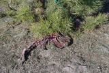 Konin: Makabryczne odkrycie! Szkielet psa przywiązanego do drzewa 