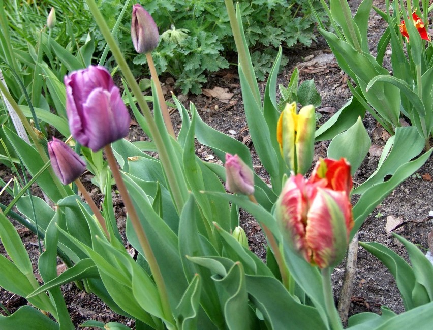 Wiosennie! Tulipany, prymulki i rajska jabłoń (ZDJĘCIA)