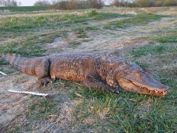 Martwego krokodyla wyłowiono pod Słupcą z Warty