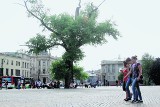 Żywot lubelskiego baobabu dobiega końca?