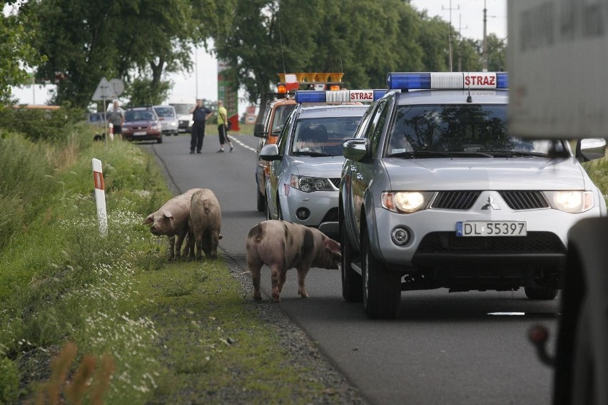 Wypadek ciężarówki ze świniami na trasie Legnica - Złotoryja (ZDJĘCIA)