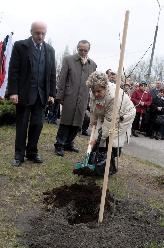 Dąb sadzi  Danuta Malon, prezes Rodziny Katyńskiej w Lublinie