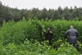 Nielegalna plantacja konopi w lesie, na terenie Nadleśnictwa Czerniejewo 