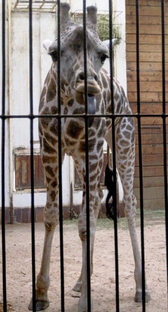 W poniedziałek znane były wyniki sekcji zwłok dwóch żyraf padłych w łódzkim zoo.