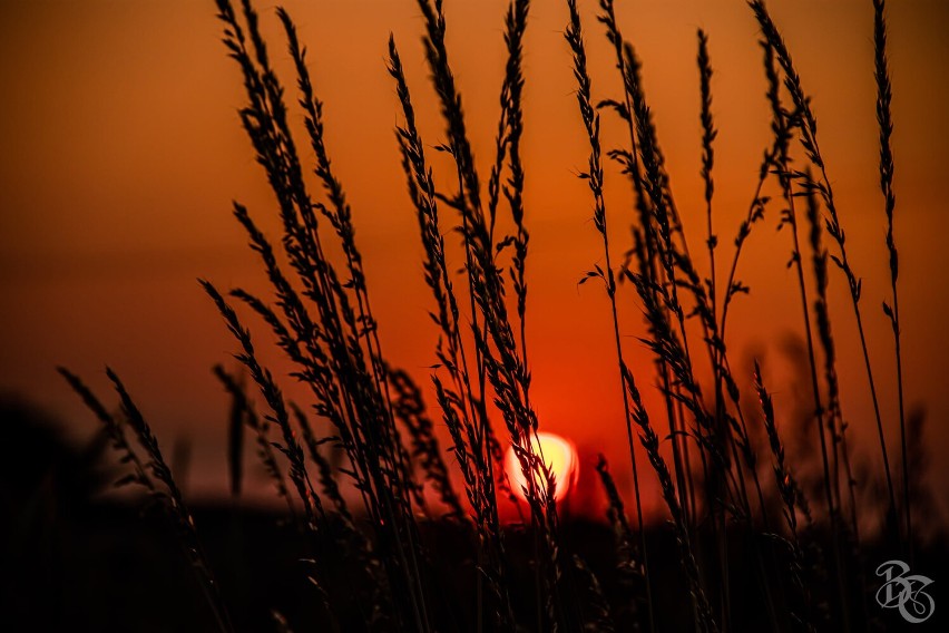 Pleszew. Ogromne pola maków w okolicach Pleszewa. Przyciągają tłumy gapiów i... fotografów! Zobacz zdjęcia