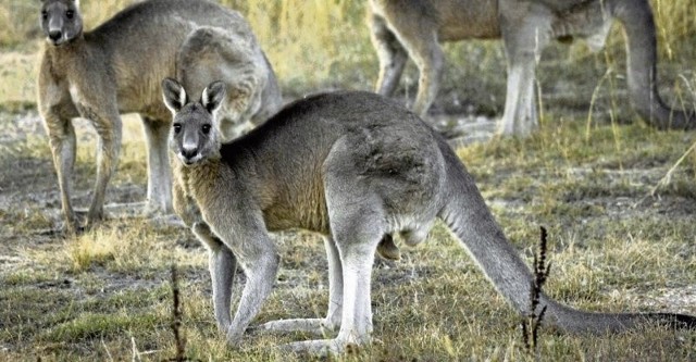 W naszym zoo żyją dwa gatunki kangurów - ogromne kangury rude i o połowę mniejsze Walabia Benetta