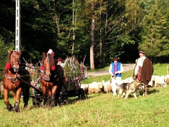 Baca i juhasi w sobotę zakończyli wypas owiec