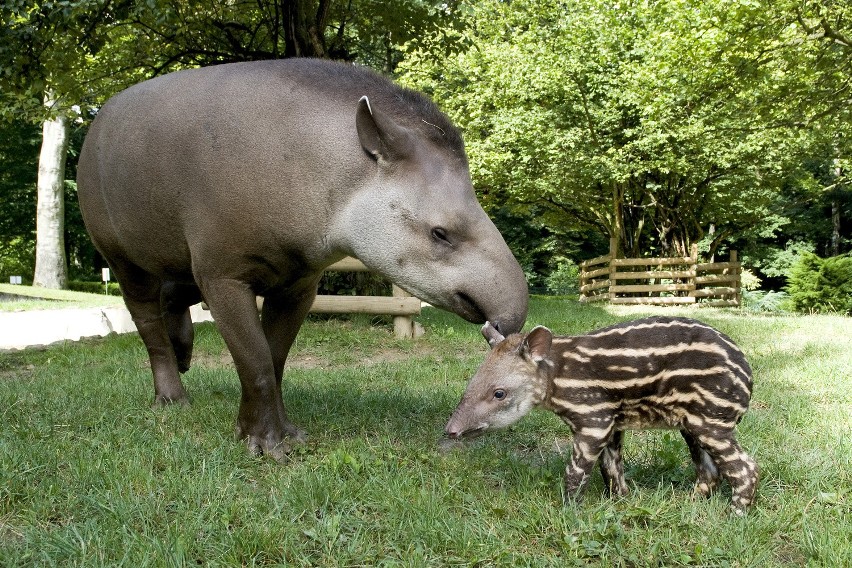 Na wybiegu tapirów podwójne szczęście. Młoda samica Boliwia...