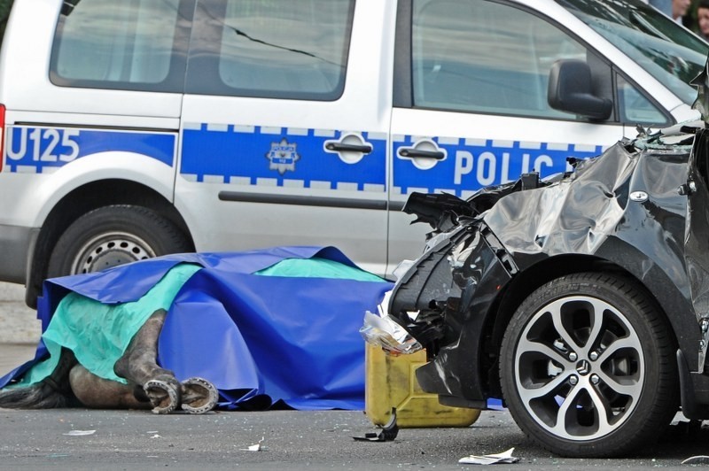 Poznań: Zderzenie samochodu z bryczką. Ranni ludzie, martwy koń! [ZDJĘCIA]