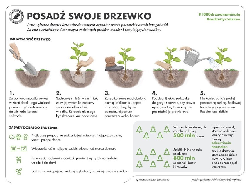 "SadziMy las" w nadleśnictwie Radomsko. Odbierz sadzonkę i dołącz do akcji 