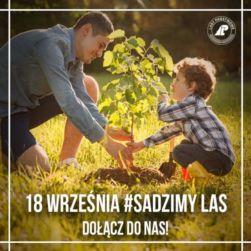 "SadziMy las" w nadleśnictwie Radomsko. Odbierz sadzonkę i dołącz do akcji 