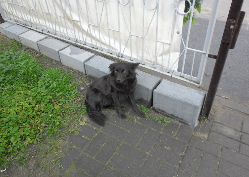 Odnalazły się dwa bezdomne psy ze Skierbieszowa. Co się z...