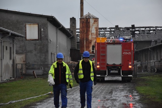 Pożar świniarni w Zaworach. Wewnątrz budynku były zwierzęta