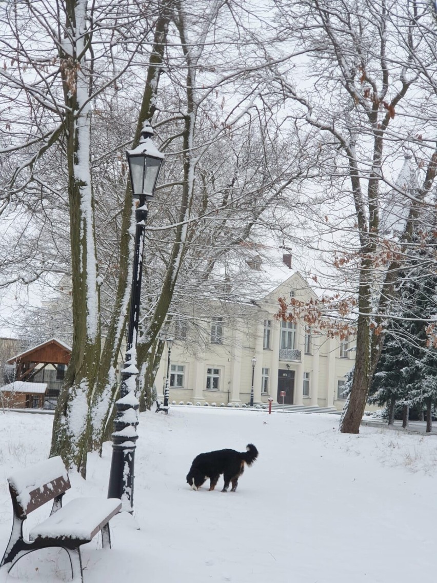 Pomóżmy uporządkować park dla chłopaków z Domu Chłopaków w Broniszewic